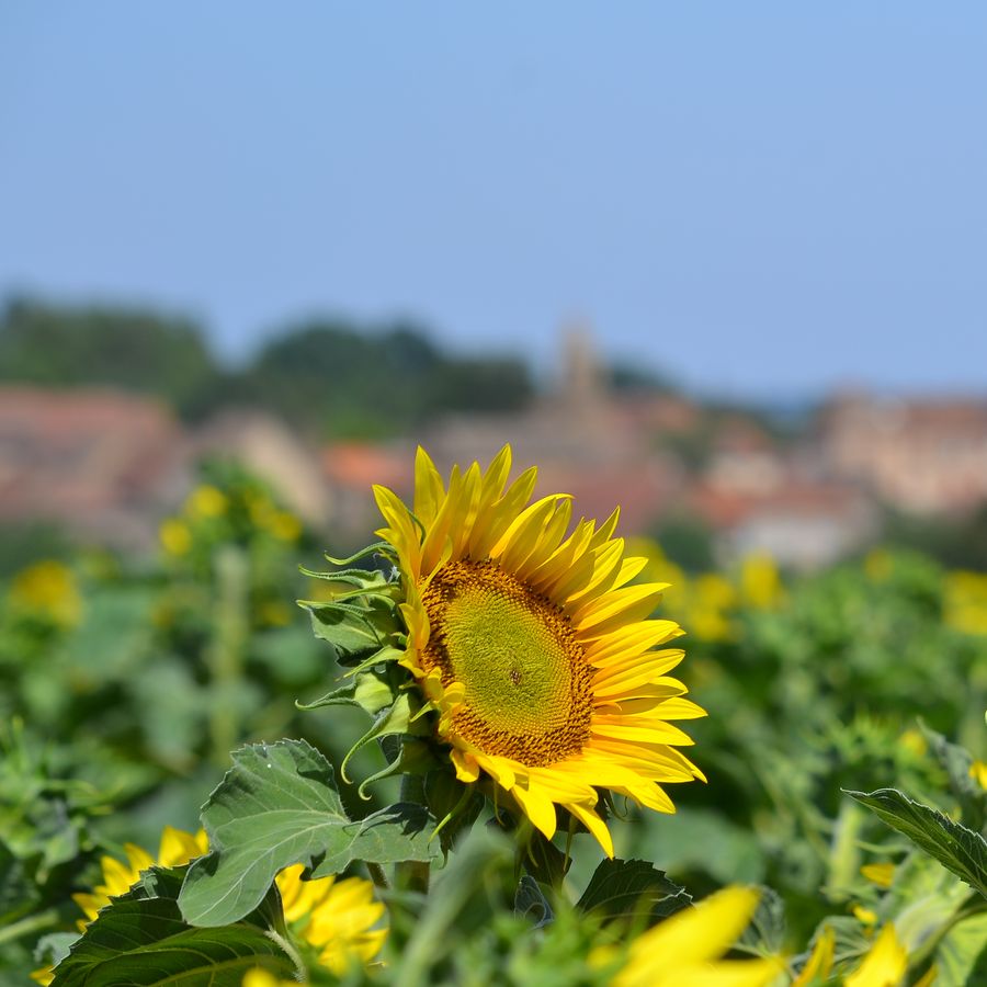 Welcome to the Taizé website!