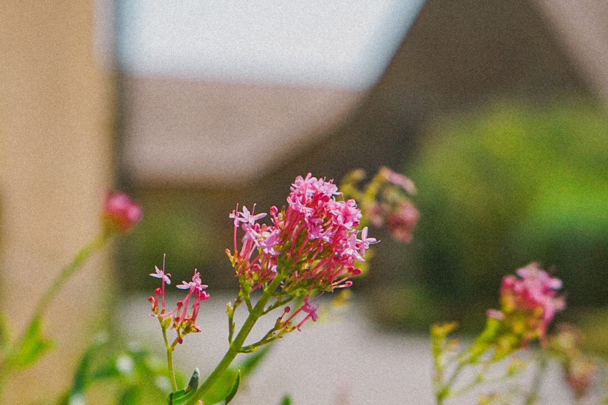 Flowers at Taizé